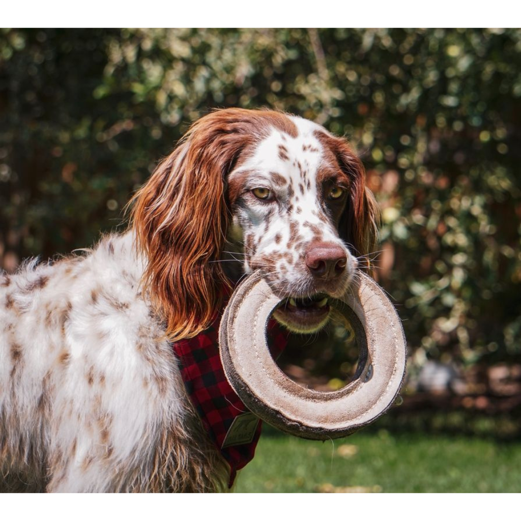 Tall Tails Dog Toys