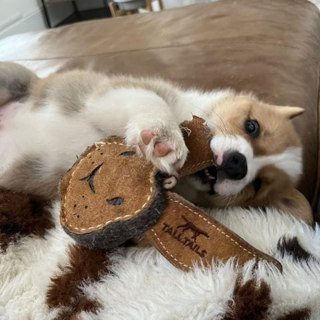 Tall Tails Dog Toys