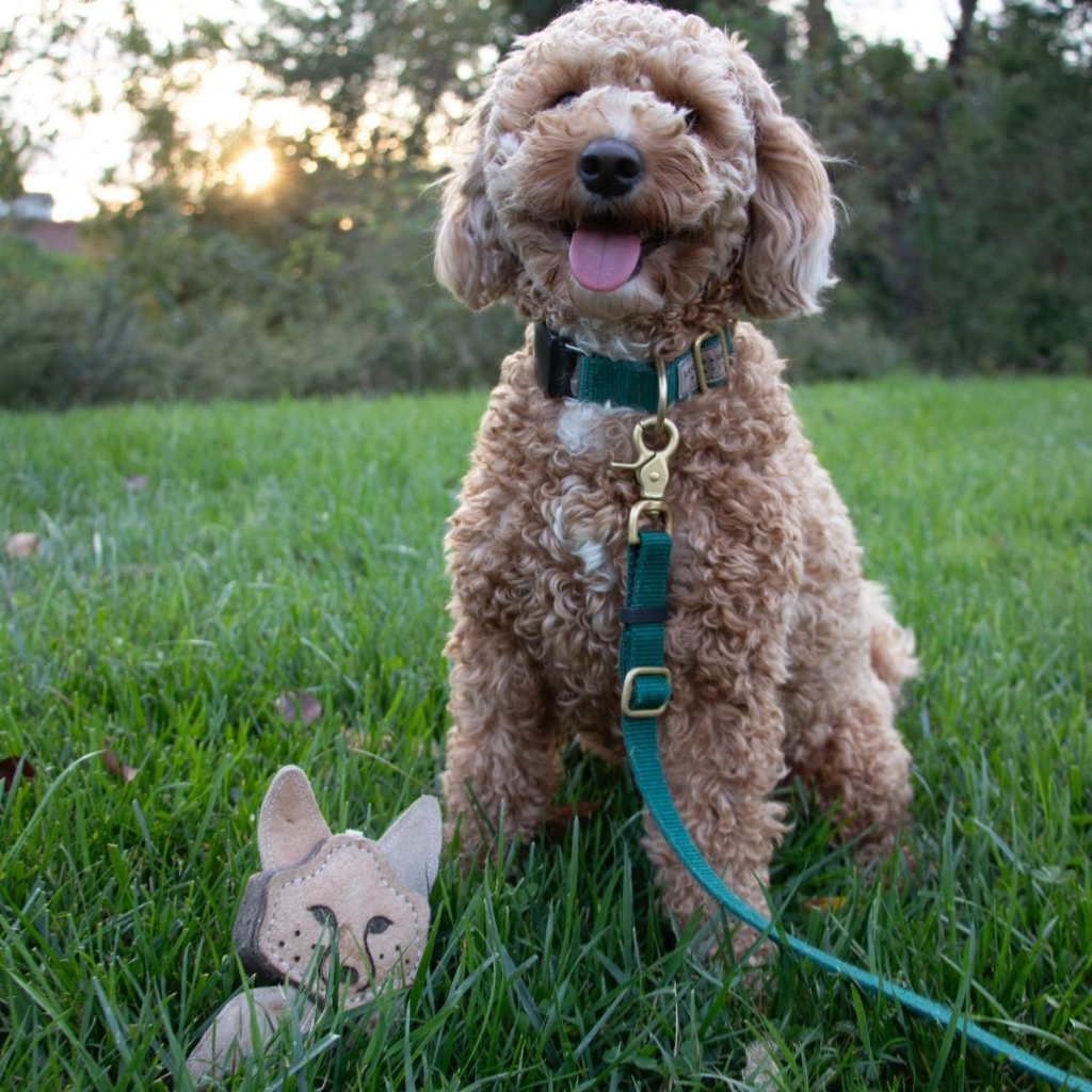 Tall Tails Dog Toys